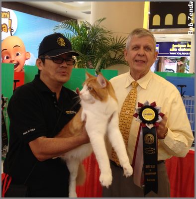 Best Cat2